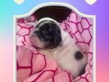 Chiots de race Bouledogue Français à vendre (4 femelles & 4 mâles)