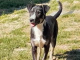 Adoption disponible : chiot femelle noir et blanc