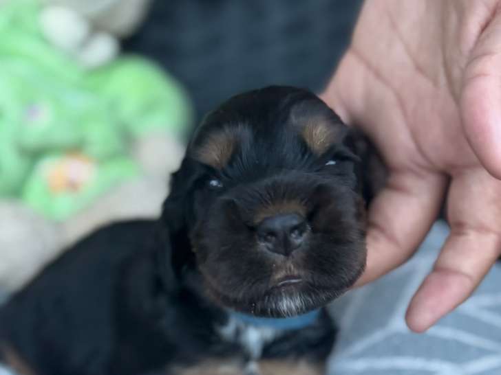 Chiots Cocker Anglais à réserver