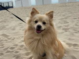 Mâle Spitz Allemand disponible pour saillie