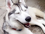 Femelle Husky de Sibérie LOF à vendre