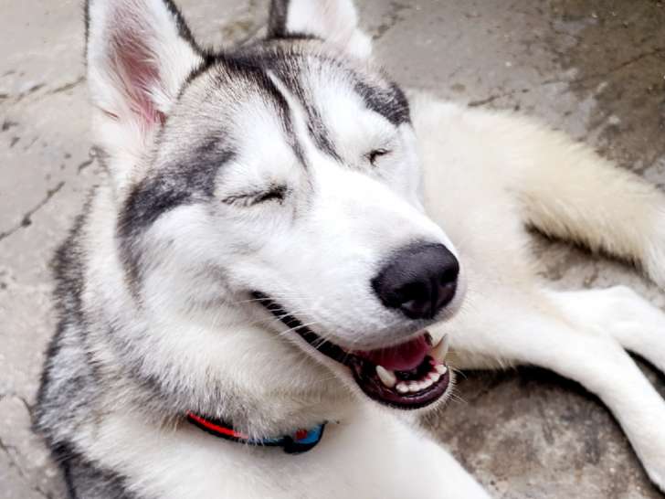 Magnifique femelle Husky de Sibérie LOF à vendre
