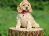 6 chiots Cocker Américain LOF à réserver