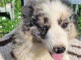 1 chiot mâle Border Collie LOF disponible à la réservation