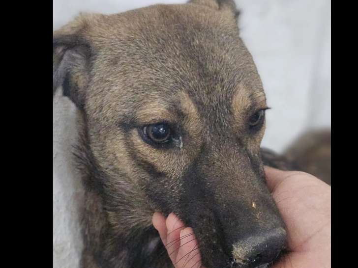 En quête d’un foyer, chiot femelle fauve charbonné