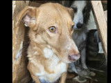 En attente d’un foyer, chienne beige
