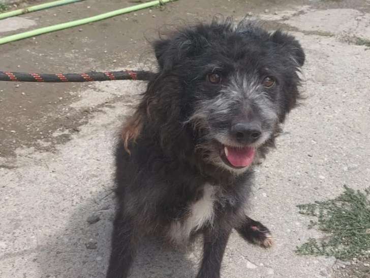 Prêt pour l’adoption, chien âgé de 5 ans