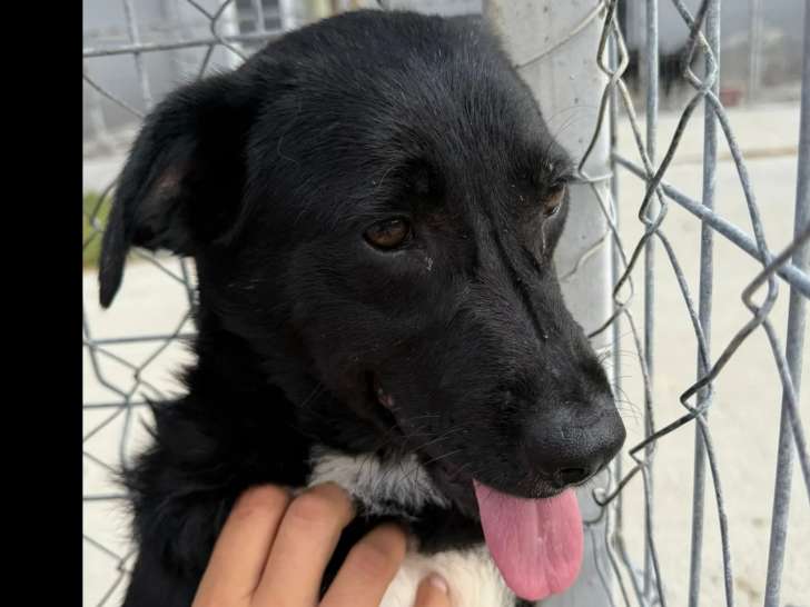 En attente d'adoption, chiot femelle noir et blanc