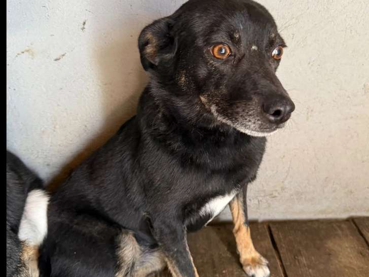 Disponible à l'adoption, chienne noire et feu