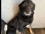 Disponible à l'adoption, chienne noire et feu