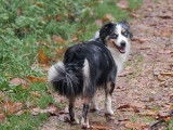 Chien femelle Berger Américain Miniature LOF à vendre