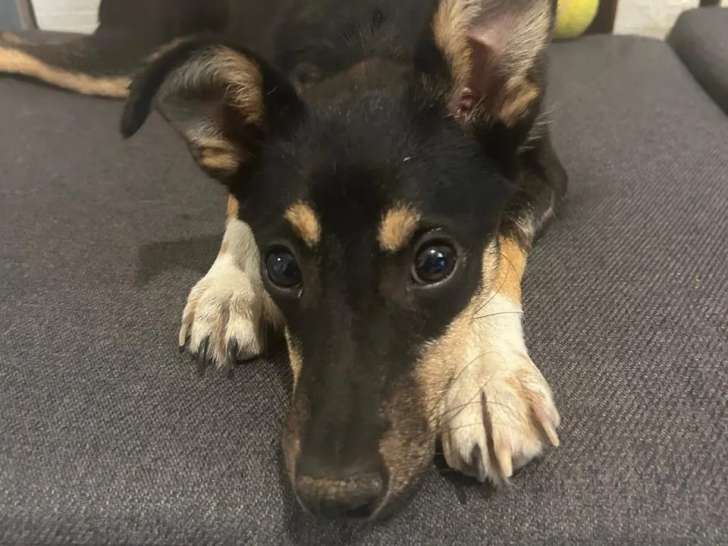 Chiot femelle noir et feu à accueillir