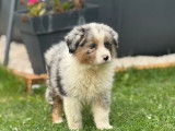 Chiots Berger Australien à vendre (LOF)
