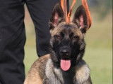 Chiot femelle Berger Belge Malinois LOF à réserver