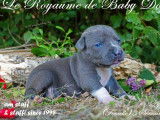12 chiots American Staffordshire Terrier à réserver (LOF)