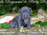 12 chiots American Staffordshire Terrier à réserver (LOF)
