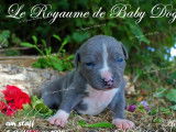 12 chiots American Staffordshire Terrier à réserver (LOF)