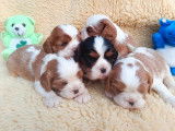 4 chiots mâles Cavalier King Charles LOF à vendre