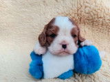4 chiots mâles Cavalier King Charles LOF à vendre