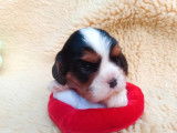4 chiots mâles Cavalier King Charles LOF à vendre