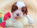 4 chiots mâles Cavalier King Charles LOF à vendre