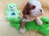 4 chiots mâles Cavalier King Charles LOF à vendre