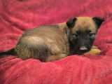 10 chiots Malinois LOF à réserver