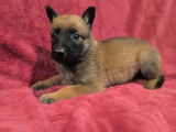 10 chiots Malinois LOF à réserver