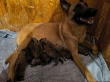 10 chiots Malinois LOF à réserver