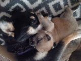 Chiots Shiba Inu à adopter