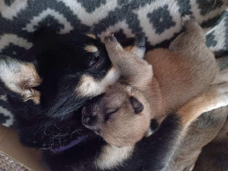 Chiots Shiba Inu à adopter