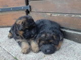 4 chiots Berger Allemand LOF disponibles à la vente