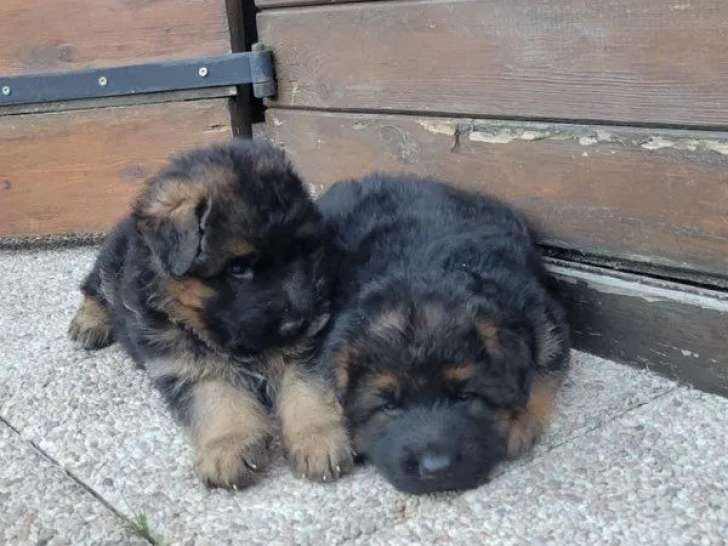 4 chiots Berger Allemand LOF disponibles à la vente