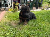 4 chiots Berger Allemand LOF disponibles à la vente