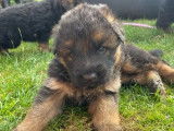 4 chiots Berger Allemand LOF disponibles à la vente