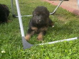 4 chiots Berger Allemand LOF disponibles à la vente