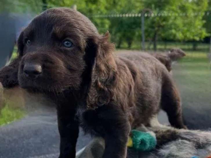 4 chiots mâles Wachtelhund LOF à vendre