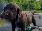 4 chiots mâles Wachtelhund LOF à vendre