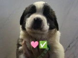 8 chiots Saint-Bernard LOF à réserver