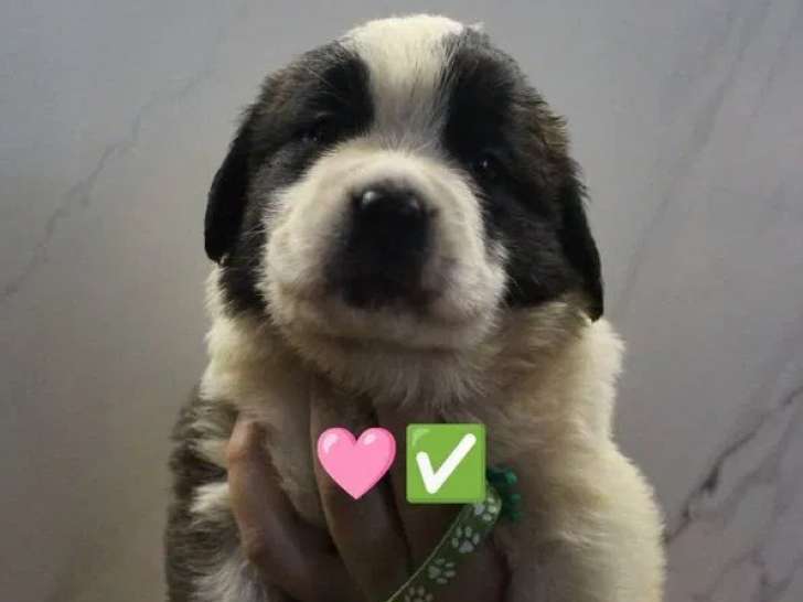 8 chiots Saint-Bernard LOF à réserver