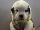 8 chiots Saint-Bernard LOF à réserver