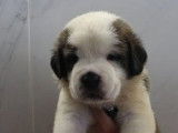 8 chiots Saint-Bernard LOF à réserver