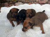 4 chiots Pinscher Nain à vendre (LOF)