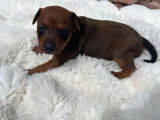 4 chiots Pinscher Nain à vendre (LOF)