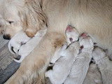 9 chiots Golden Retriever LOF disponibles à la réservation
