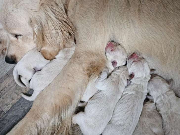 9 chiots Golden Retriever LOF disponibles à la réservation