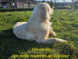 9 chiots Golden Retriever LOF disponibles à la réservation