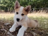 Chiots Berger Islandais LOF à vendre