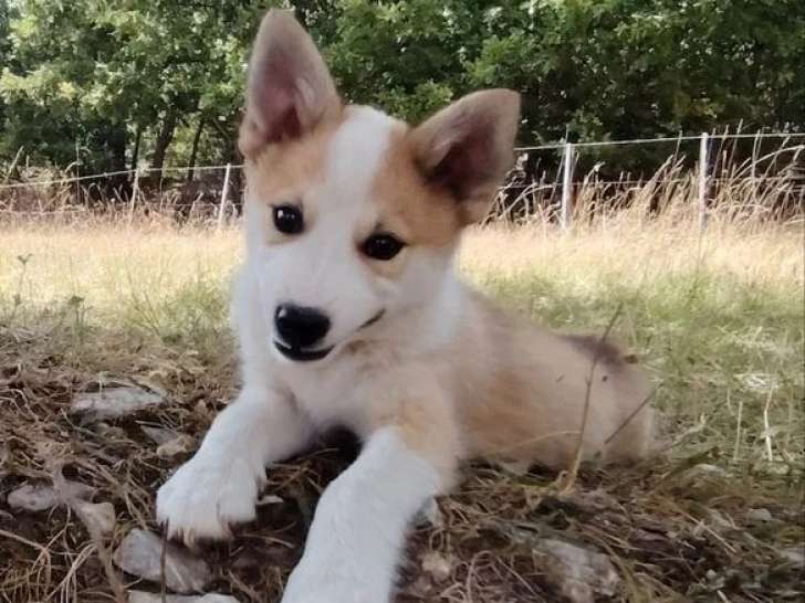 Chiots Berger Islandais LOF à vendre