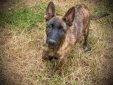 À vendre, 3 chiots Berger Hollandais (LOF)